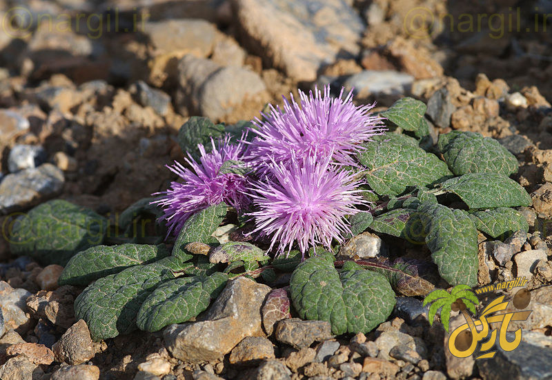 جورینلا موکوس - معرفی گیاهان بومی ایران